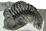 Two Coltraneia Trilobites With Hollardops - Ofaten, Morocco #311147-1